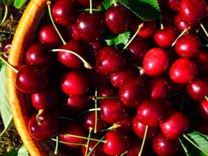 Cerezas
