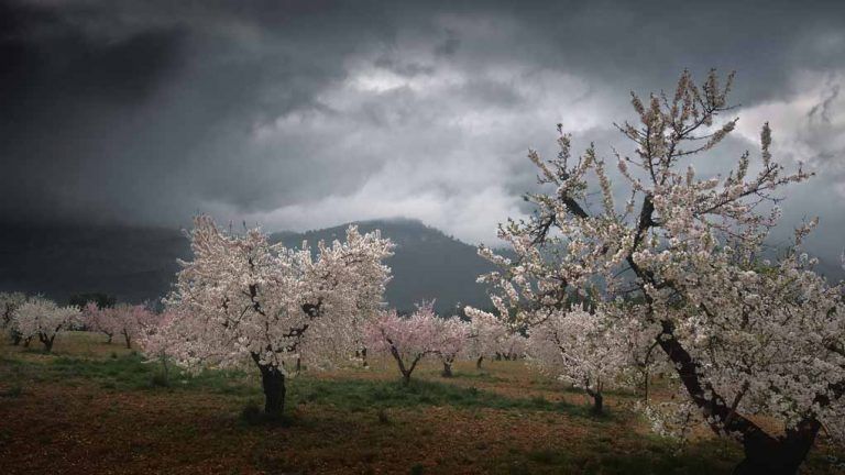 Almendros en flor