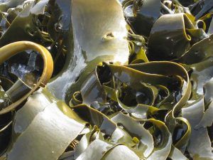 Alga kelp